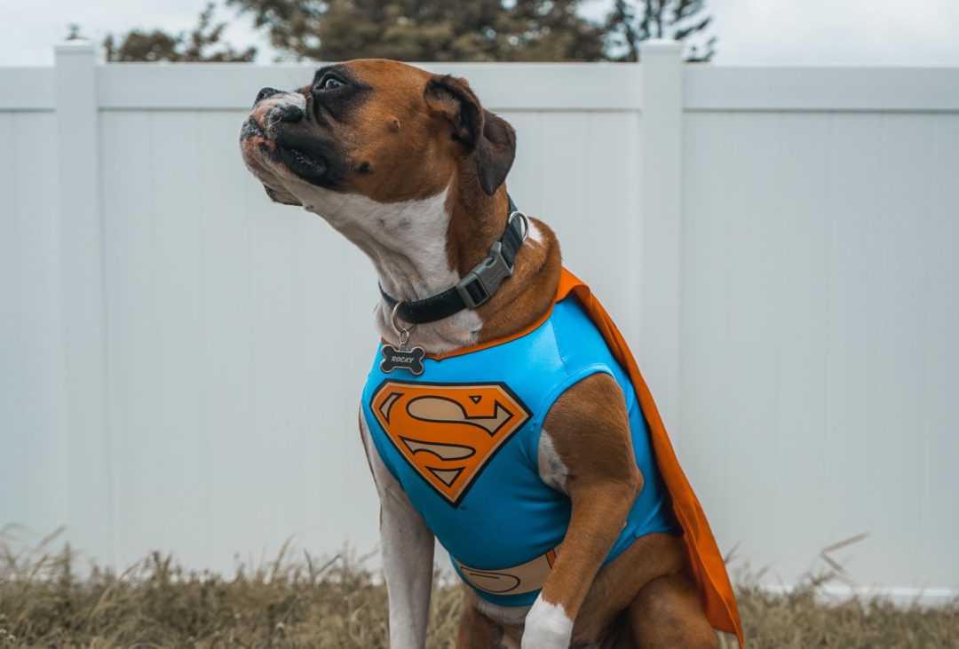 Top 10 Best Halloween Costumes for Dogs Under $20
